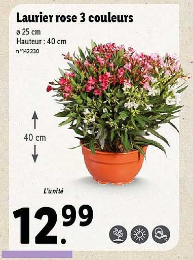 Laurier Rose Lidl