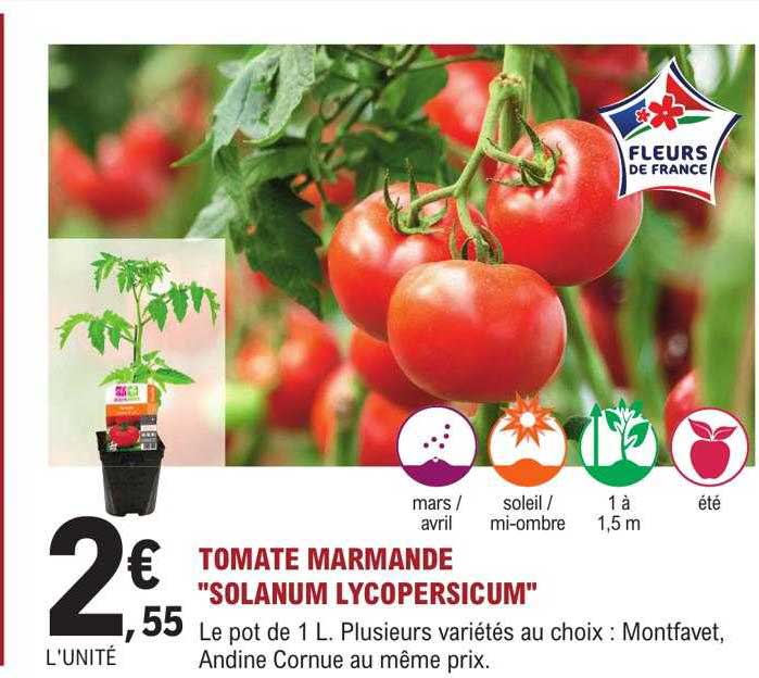 Sitemapcdatahttpsshopinf Inetcomprix Plant De Tomate Leclerc
