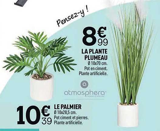 Offre La Plante Plumeau, Le Palmier Atmosphera chez Centrakor