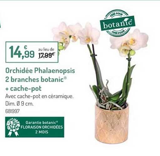Orchidée Phalaenopsis avec son cache pot céramique 24 cm : Orchidées AUTRES  PRODUCTEURS maison - botanic®