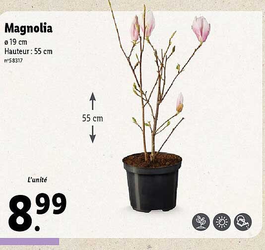Promo Magnolia chez Lidl iCatalogue.fr