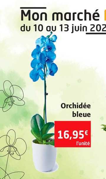 Offre Orchidee Bleue Chez Colruyt Offre Orchidee Bleue Chez Colruyt