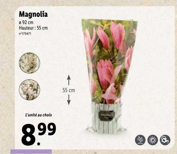 Promo Magnolia chez Lidl iCatalogue.fr
