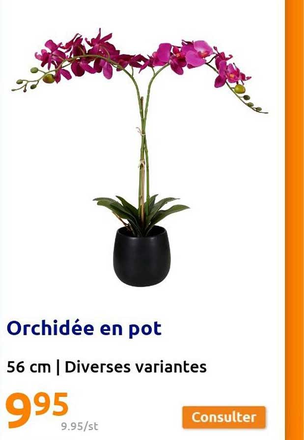 Offre Orchidée En Pot chez Action