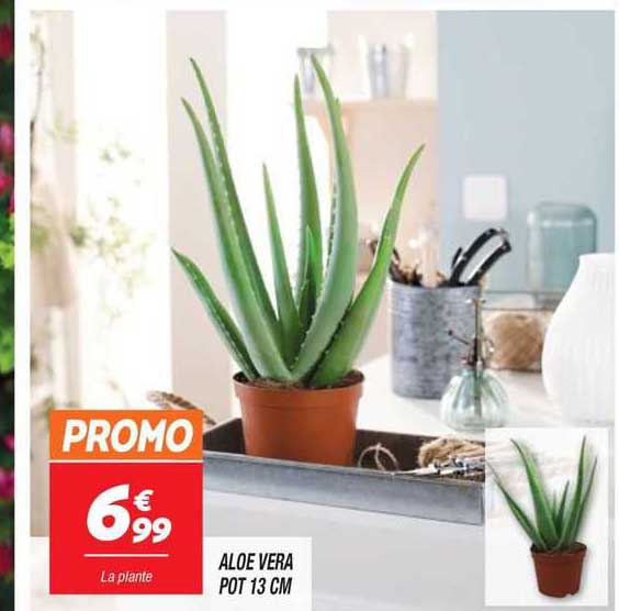 Spathiphyllum (Lepelplant) online kopen