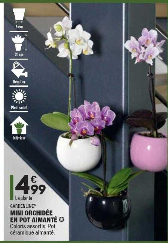 Offre Mini Orchidée En Pot Aimanté Gardenline chez Aldi