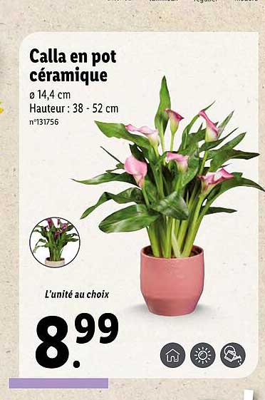 Sitemapcdatahttpsshopinf Inetcombananier En Pot Lidl