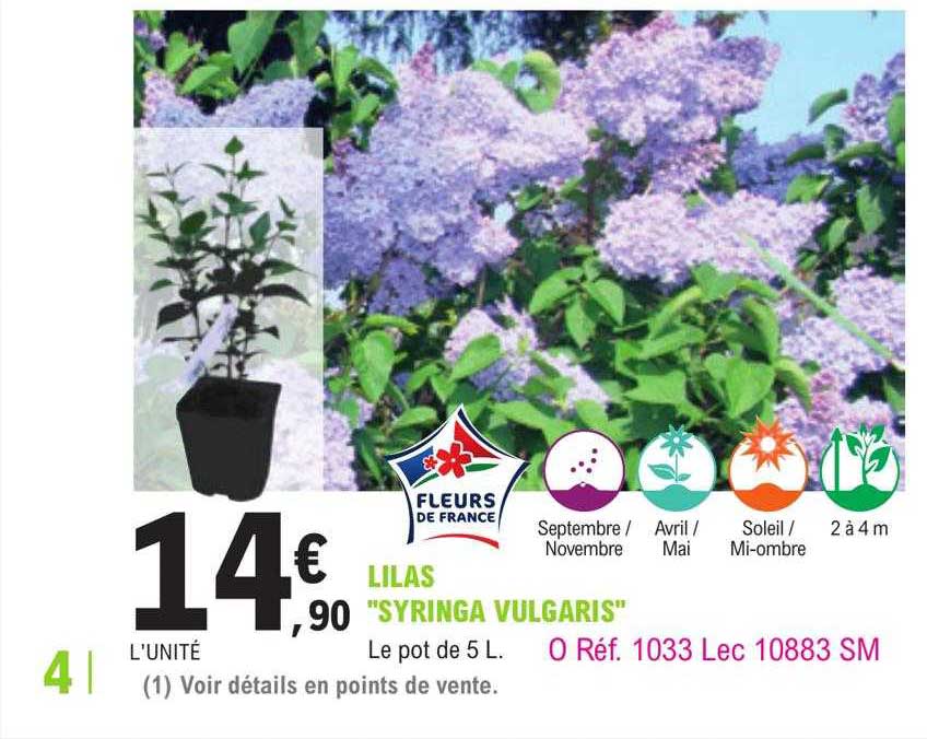 Offre Lilas 