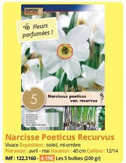 Offre Narcisse Poeticus Recurvus chez Magellan