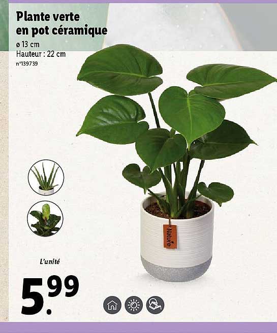 Sitemapcdatahttpsmodeinf Inetcomplante Verte Lidl