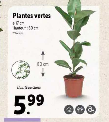 Lidl Plante Vertenull