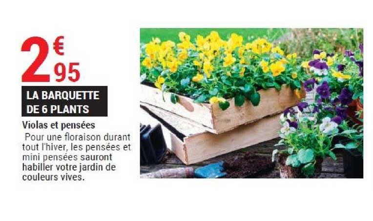 Offre Violas Et Pensées La Barquette De 6 Plants chez Gamm vert
