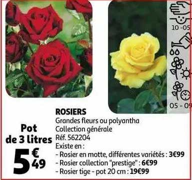 Promo Rosiers Chez Auchan - ICatalogue.fr