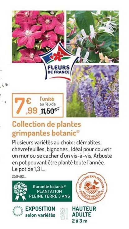 Mélange Graines Plantes Grimpantes 1 Kg - Croissance Rapide, Pour Couvrir Clôtures Et Murs, Floraison De Juin à Octobre