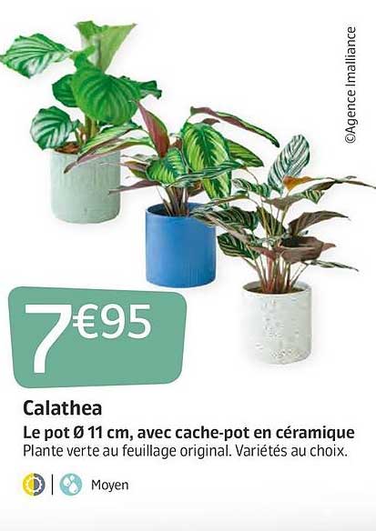 Offre Calathea : Le Pot 11 Cm Avec Cache-pot En Céramique chez Jardiland