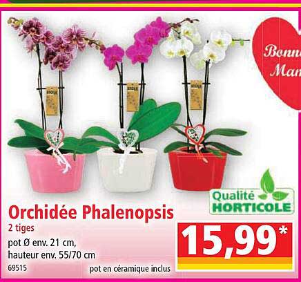 Offre Orchidée Phalaenopsis 2 Tiges chez Norma