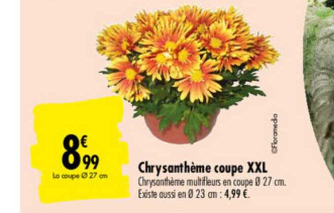Offre Chrysantheme Coupe Xxl Chez Carrefour