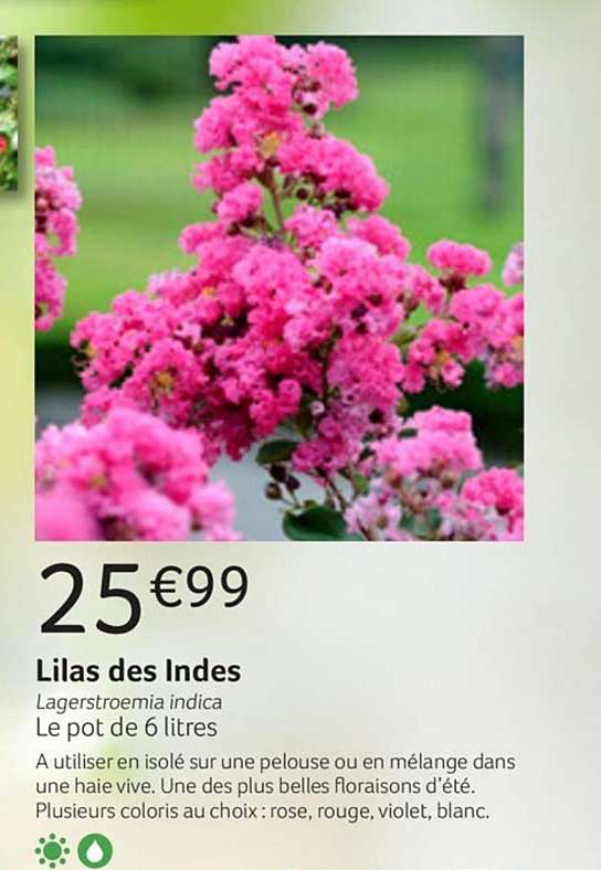 Offre Lilas Des Indes Lagerstroemia Indica chez BAOBAB