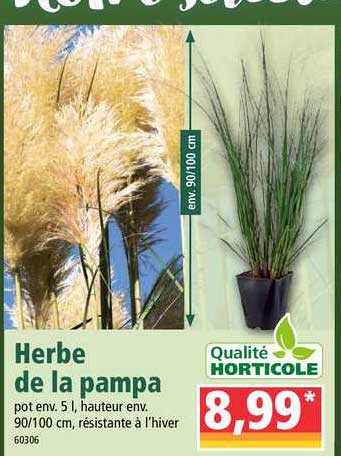 Offre Herbe De La Pampa Qualité Horticole chez Norma