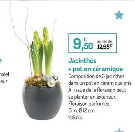 Offre Jacinthes + Pot En Céramique chez Botanic