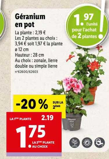 Prix Geranium Lidl