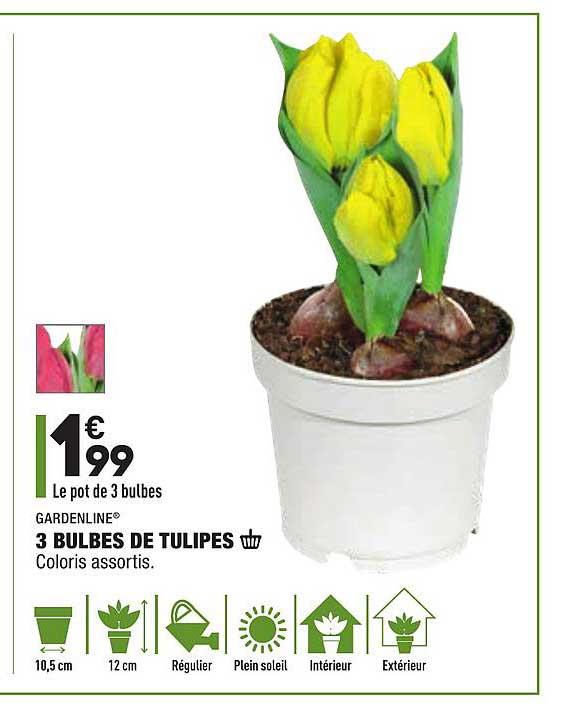 Offre 3 Bulbes De Tulipes Gardenline chez Aldi