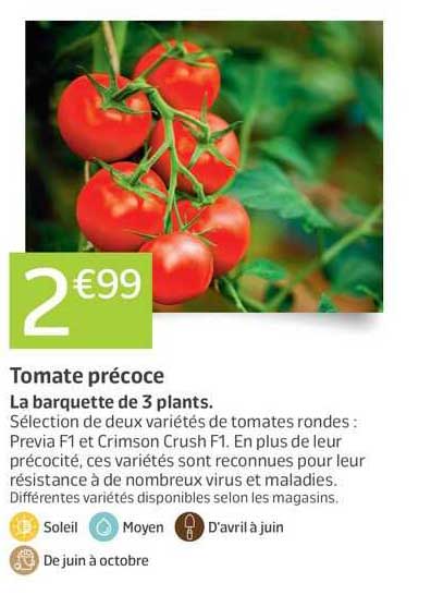 Prix Plant De Tomate Jardiland
