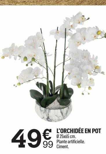 Offre L'orchidée En Pot chez Centrakor