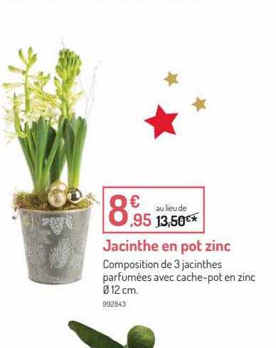 Offre Jacinthe En Pot Zinc chez Botanic