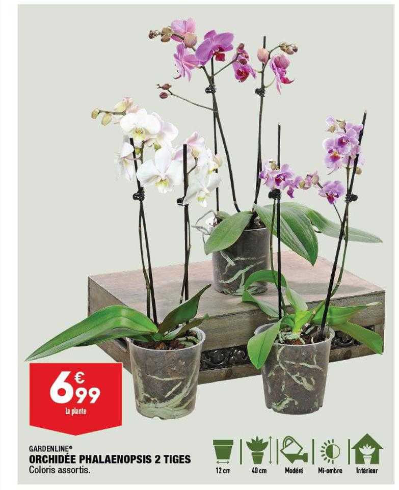 Offre Orchidée Phalaenopsis 2 Tiges Gardenline chez Aldi