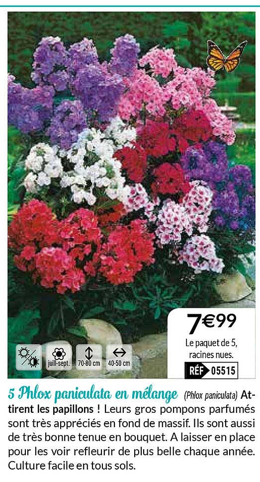 Promo 5 Phlox Paniculata En M lange Chez Willemse ICatalogue fr Promo 5 Phlox Paniculata En M lange Chez Willemse ICatalogue fr