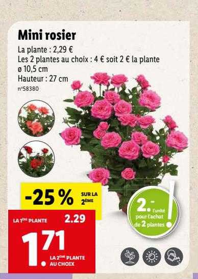 Mini Rosiers Lidl