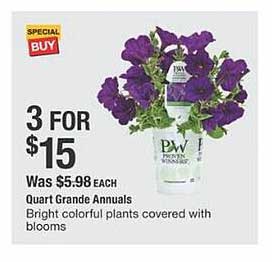 The Home Depot Quart Grande Annuals Bright Colorful Plants Covered With Blooms