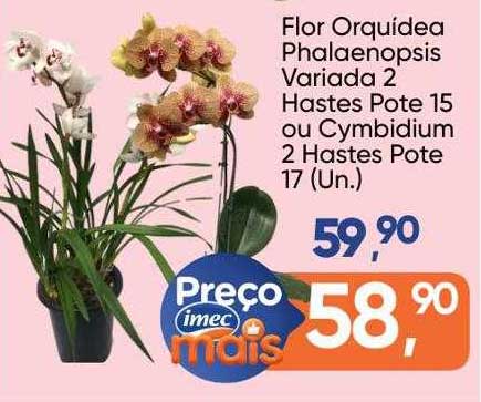 Oferta Flor Orquídea Phalaenopsis Variada 2 Hastes Pote 15 Ou Cymbidium 2  Hastes Pote 17 na Imec Supermercados