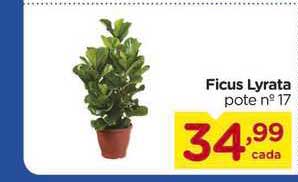 Carrefour Ficus Lyrata