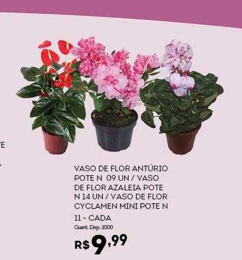 Oferta Vaso De Flor Antúrio Pote N 09 Un Vaso De Flor Azaleia Pote N 14 Un  Vaso De Flor Cyclamen Mini Pote N 11 na Bistek Supermercados