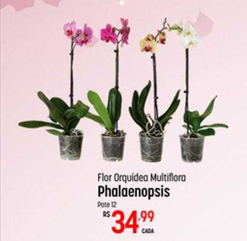 Oferta Flor Orquídea Multiflora Phalaenopsis Pote 12 na Super Muffato