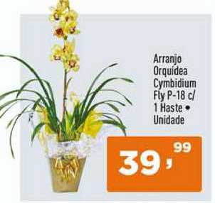 Oferta Arranjo Orquídea Cymbidium Fly na Supermercados Pague Menos