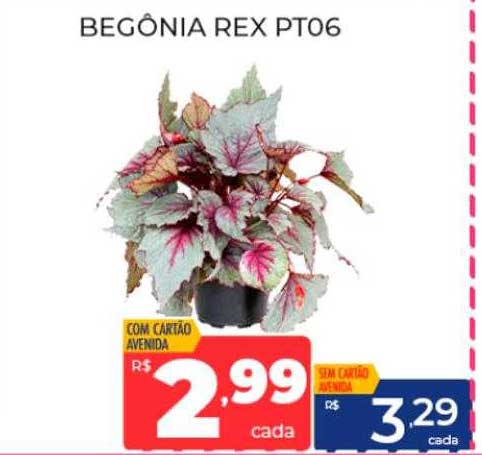 Oferta Begônia Rex na Supermercados Avenida