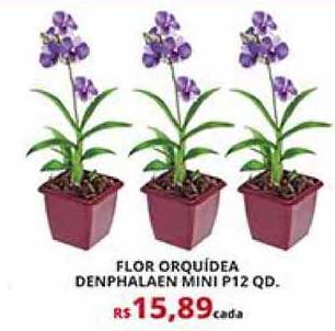 Oferta Flor Orquídea Denphalaen Mini P12 Qd. na Supermercado Porecatu