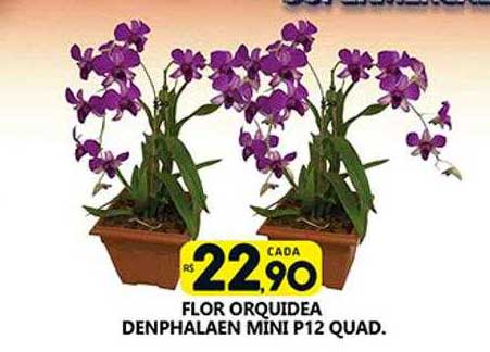 Oferta Flor Orquidea Denphalaen Mini na Supermercado Porecatu