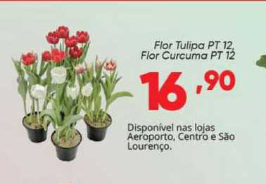 Oferta Flor Tulipa Pt 12 Flor Curcuma Pt 12 na Palomax