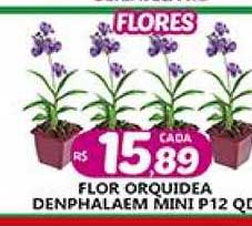 Oferta Flor Orquidea Denphalaem Mini P12 Qd na Supermercado Porecatu