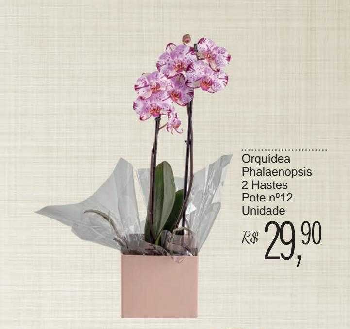 Oferta Orquídea Phalaenopsis 2 Hastes Pote N°12 Unidade na Festval