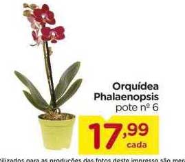 Oferta Orquidea Phalaenopsis na Carrefour