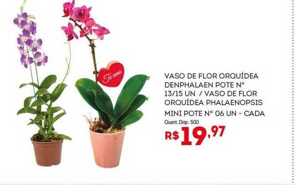 Oferta Vaso De Flor Orquidea Denphalaen Pote N°13 Vaso De Flor Orquidea  Phalaenopsis Mini Pote na Bistek Supermercados