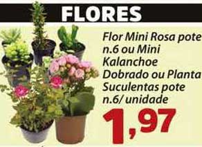 Confiança Supermercados Flor Mini Rosa Pote N.6 Ou Mini Kalanchoe Dobrado Ou Planta Suculentas Pote N.6