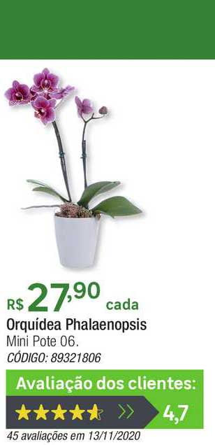 Oferta Orquídea Phalaenopsis na Leroy Merlin