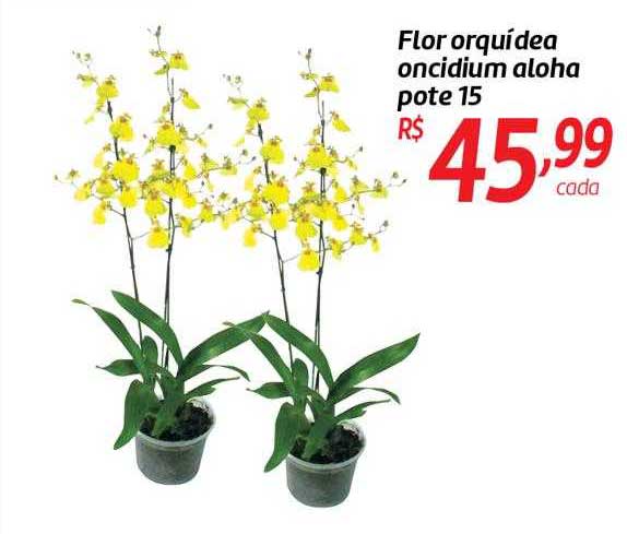 Oferta Flor Orquídea Oncidium Aloha Pote 15 na Comper