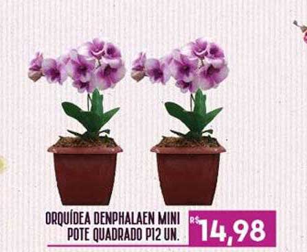 Oferta Orquídea Denphalaen Mini Pote Quadrado P12 Un. na Proenca  Supermercados